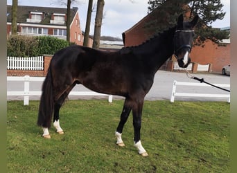 Westfaliano, Caballo castrado, 4 años, 160 cm, Castaño oscuro