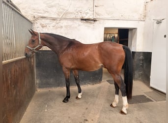 Westfaliano, Caballo castrado, 4 años, 160 cm, Castaño rojizo