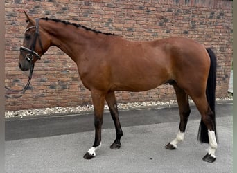Westfaliano, Caballo castrado, 4 años, 162 cm, Castaño