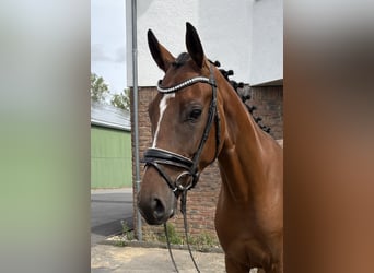 Westfaliano, Caballo castrado, 4 años, 162 cm, Castaño