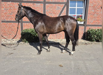 Westfaliano, Caballo castrado, 4 años, 162 cm, Castaño oscuro