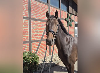 Westfaliano, Caballo castrado, 4 años, 162 cm, Castaño oscuro