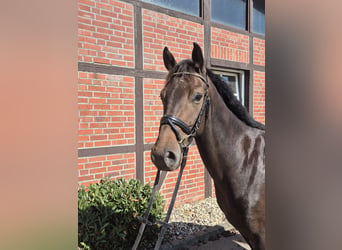 Westfaliano, Caballo castrado, 4 años, 162 cm, Castaño oscuro