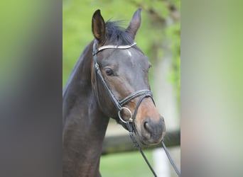 Westfaliano, Caballo castrado, 4 años, 162 cm, Castaño oscuro
