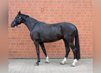 Westfaliano, Caballo castrado, 4 años, 162 cm, Negro