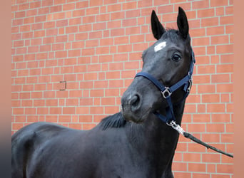 Westfaliano, Caballo castrado, 4 años, 162 cm, Negro
