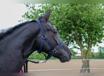 Westfaliano, Caballo castrado, 4 años, 162 cm, Negro