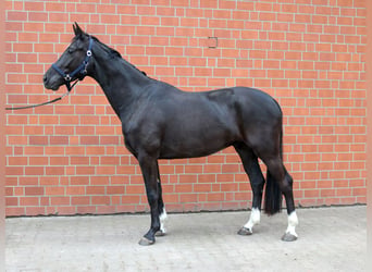 Westfaliano, Caballo castrado, 4 años, 162 cm, Negro