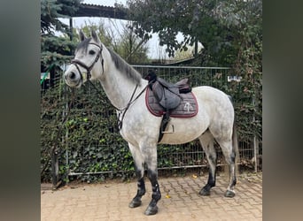 Westfaliano, Caballo castrado, 4 años, 162 cm, Tordo rodado