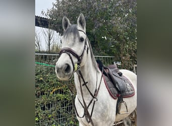 Westfaliano, Caballo castrado, 4 años, 162 cm, Tordo rodado