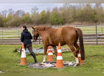 Westfaliano, Caballo castrado, 4 años, 163 cm, Alazán