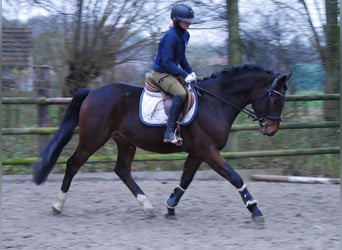 Westfaliano, Caballo castrado, 4 años, 163 cm