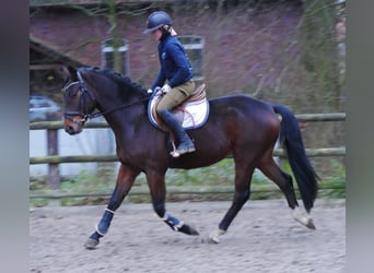 Westfaliano, Caballo castrado, 4 años, 163 cm