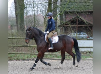 Westfaliano, Caballo castrado, 4 años, 163 cm