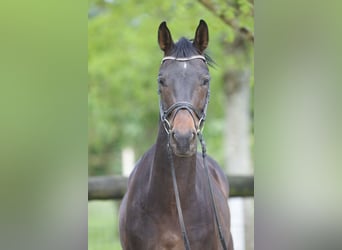Westfaliano, Caballo castrado, 4 años, 163 cm, Castaño oscuro
