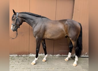 Westfaliano, Caballo castrado, 4 años, 163 cm, Castaño oscuro