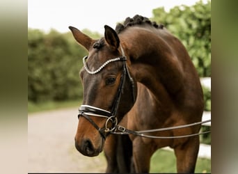 Westfaliano, Caballo castrado, 4 años, 163 cm, Castaño oscuro