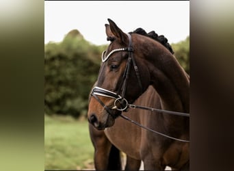 Westfaliano, Caballo castrado, 4 años, 163 cm, Castaño oscuro