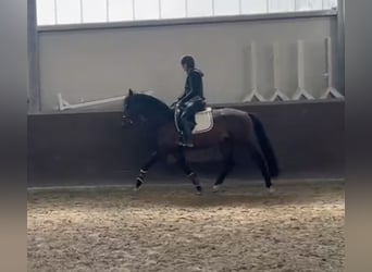 Westfaliano, Caballo castrado, 4 años, 163 cm, Castaño oscuro