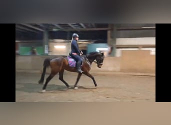 Westfaliano, Caballo castrado, 4 años, 163 cm, Morcillo