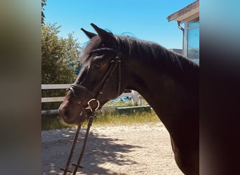 Westfaliano, Caballo castrado, 4 años, 163 cm, Morcillo