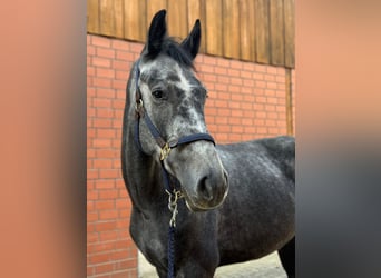 Westfaliano, Caballo castrado, 4 años, 163 cm, Tordillo negro