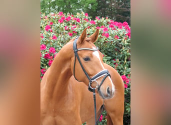 Westfaliano, Caballo castrado, 4 años, 164 cm, Alazán