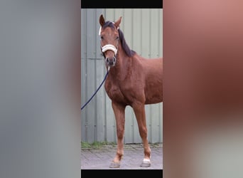 Westfaliano, Caballo castrado, 4 años, 164 cm, Alazán rojizo