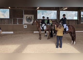 Westfaliano, Caballo castrado, 4 años, 164 cm, Alazán-tostado