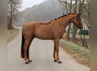 Westfaliano, Caballo castrado, 4 años, 164 cm, Alazán-tostado