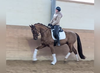 Westfaliano, Caballo castrado, 4 años, 164 cm, Alazán-tostado