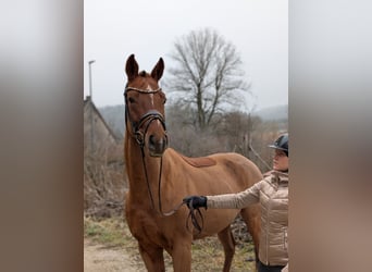 Westfaliano, Caballo castrado, 4 años, 164 cm, Alazán-tostado