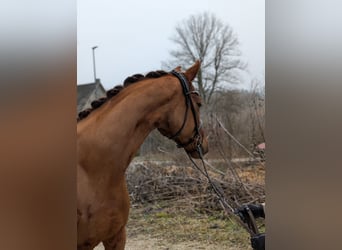 Westfaliano, Caballo castrado, 4 años, 164 cm, Alazán-tostado