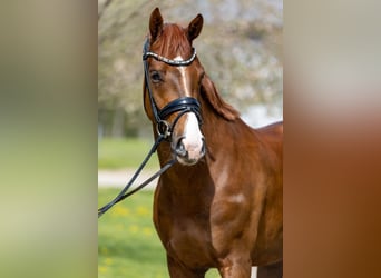 Westfaliano, Caballo castrado, 4 años, 164 cm, Alazán-tostado