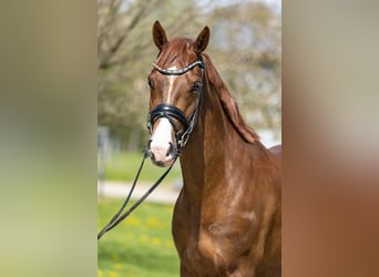Westfaliano, Caballo castrado, 4 años, 164 cm, Alazán-tostado