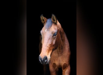 Westfaliano, Caballo castrado, 4 años, 164 cm, Castaño