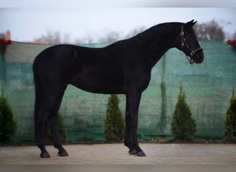 Westfaliano, Caballo castrado, 4 años, 164 cm, Negro