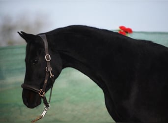 Westfaliano, Caballo castrado, 4 años, 164 cm, Negro