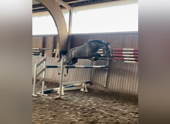 Westfaliano, Caballo castrado, 4 años, 164 cm, Tordo