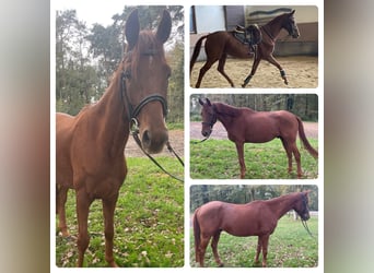 Westfaliano, Caballo castrado, 4 años, 165 cm, Alazán