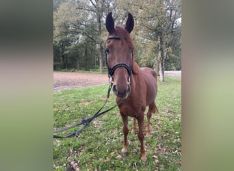 Westfaliano, Caballo castrado, 4 años, 165 cm, Alazán