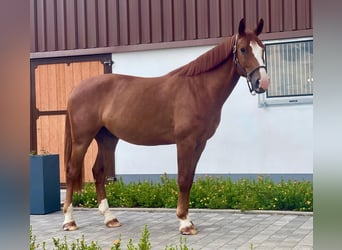 Westfaliano, Caballo castrado, 4 años, 165 cm, Alazán