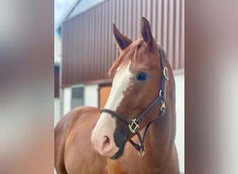 Westfaliano, Caballo castrado, 4 años, 165 cm, Alazán