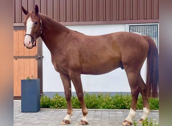 Westfaliano, Caballo castrado, 4 años, 165 cm, Alazán