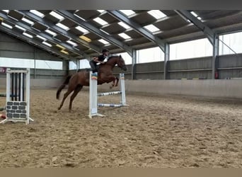 Westfaliano, Caballo castrado, 4 años, 165 cm, Alazán rojizo