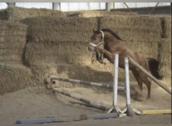 Westfaliano, Caballo castrado, 4 años, 165 cm, Alazán rojizo