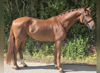 Westfaliano, Caballo castrado, 4 años, 165 cm, Alazán-tostado