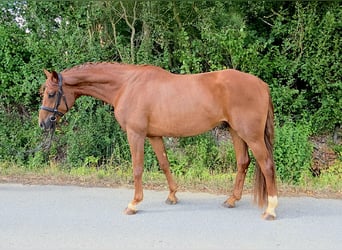Westfaliano, Caballo castrado, 4 años, 165 cm, Alazán-tostado