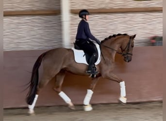 Westfaliano, Caballo castrado, 4 años, 165 cm, Alazán-tostado