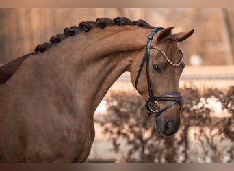 Westfaliano, Caballo castrado, 4 años, 165 cm, Alazán-tostado